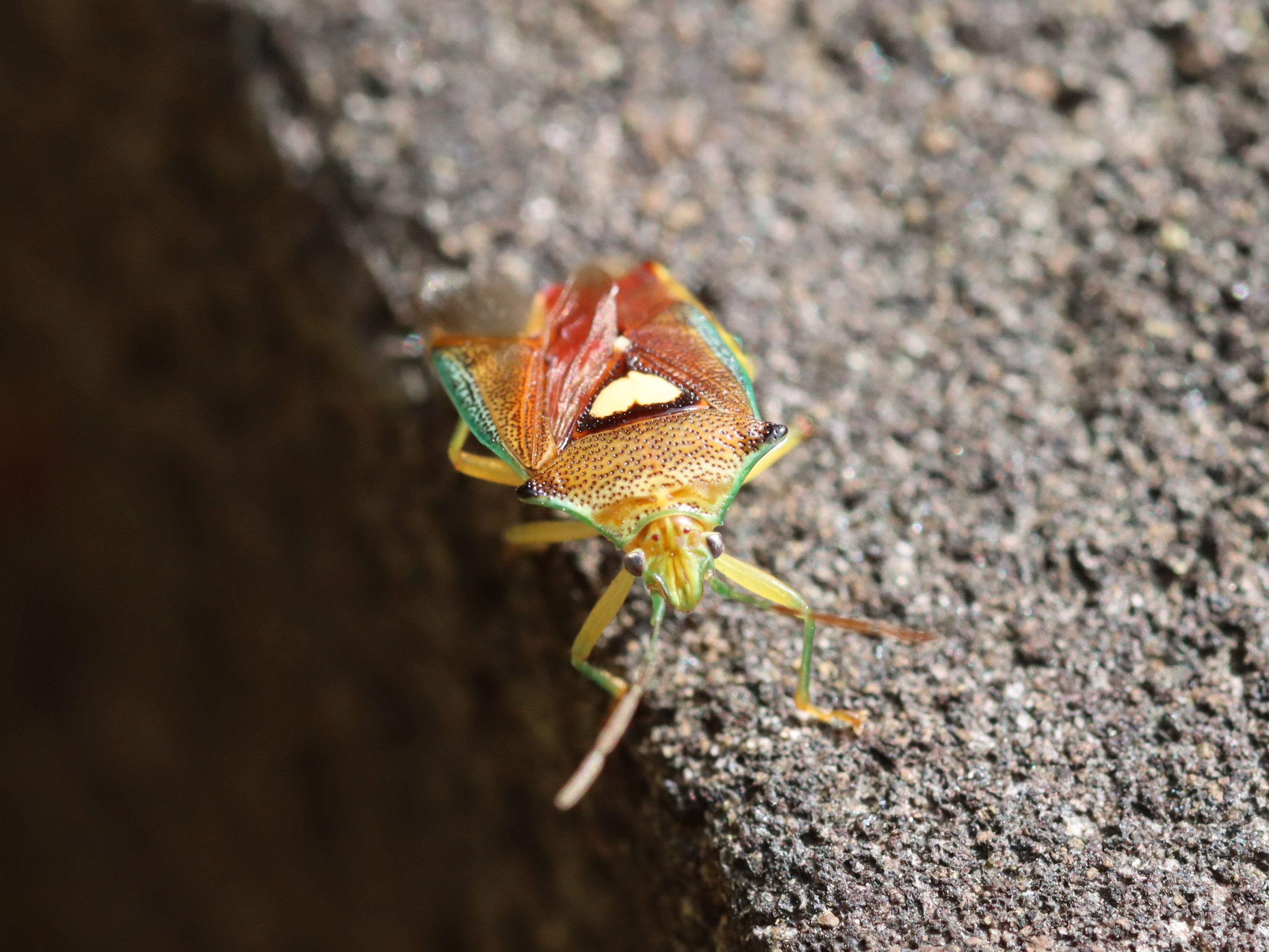 photo_6